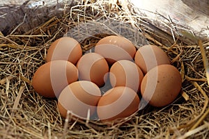 Z čerstvý vajcia hniezdo v drevený kabica z hnedý vajcia v hniezdo 